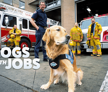 Dogs with Jobs
