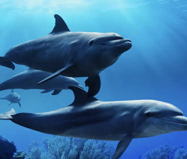 Ocean With David Attenborough (2025)