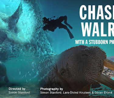 Chasing Walrus (With a Stubborn Photographer) (2023)