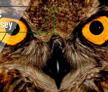 Owl's Odyssey (2012)