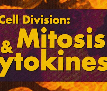 Cell Division: Mitosis & Cytokinesis