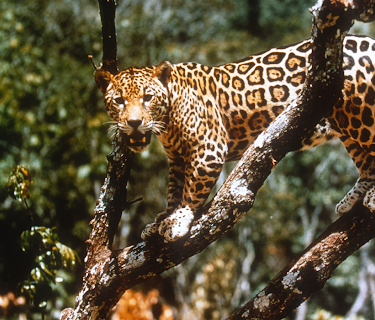 Jungle Cat (1960)