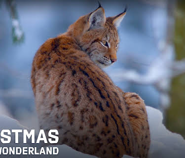 Christmas Winter Wonderland (2014)