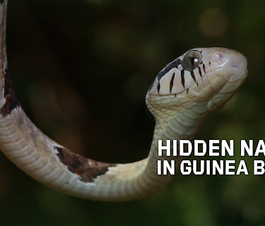 Hidden Nature In Guinea Bissau (2022)