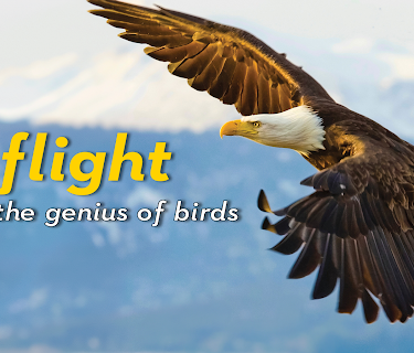Flight: The Genius of Birds (2013)