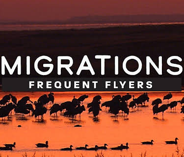 Migrations: Frequent Flyers (2020)