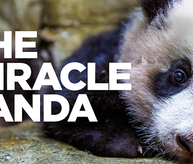 The Miracle Panda (2022)
