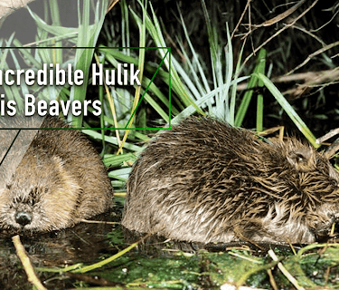 The Incredible Hulik and His Beavers (2002)
