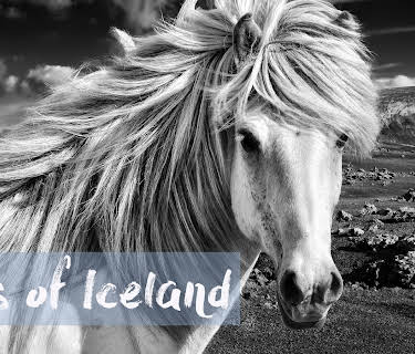 Tails of Iceland (2019)