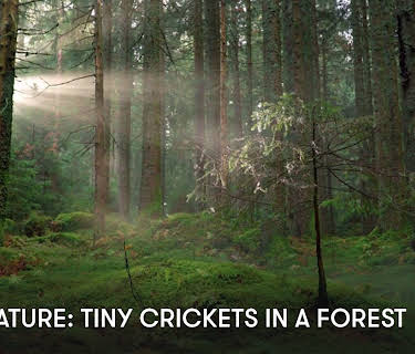 Zen Nature: Tiny Crickets in a Forest (2023)