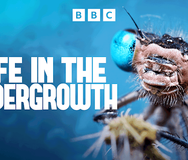 Attenborough: Life in the Undergrowth