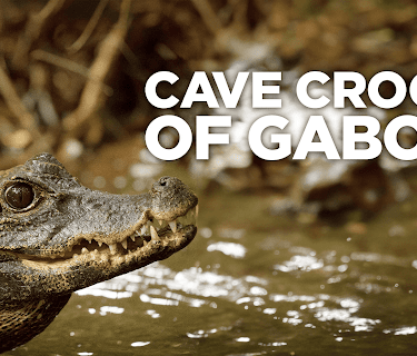 Cave Crocs Of Gabon