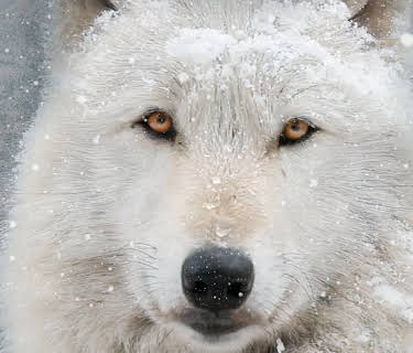 Arctic Wolf Pack (2022)