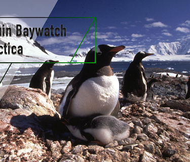 Penguin Baywatch - Antarctica (2025)