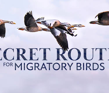 Secret Routes for Migratory Birds (2026)