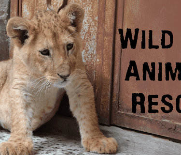 Wild Animal Rescue