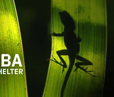 Cuba: Life Shelter (2013)