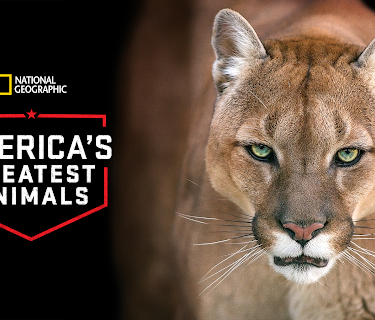 America's Greatest Animals (2012)