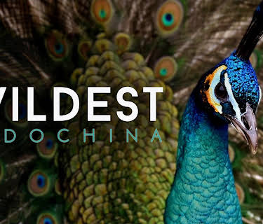 Wildest: Indochina