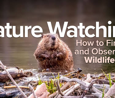 Nature Watching: How to Find and Observe Wildlife