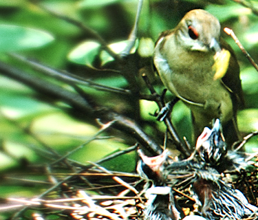 Nature's Half Acre (1951)