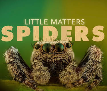 Little Matters Spiders (2014)