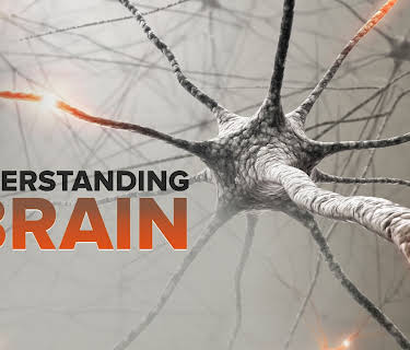 Understanding the Brain