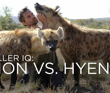 Killer IQ: Lion vs. Hyena