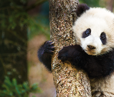 Born in China (2017)