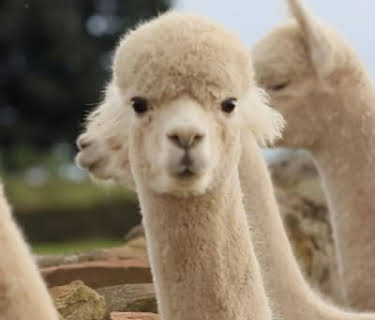 Farmer's Country Showdown