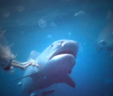 Sharks - Scavengers of the Sea (2005)