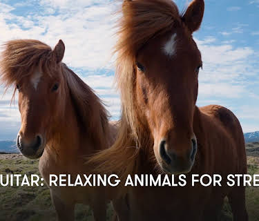 Zen Guitar: Relaxing Animals for Stress Relief (2025)