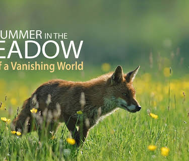 Summer in the Meadow: Diary of a Vanishing World (2018)