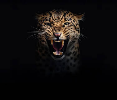 Wild Assassins
