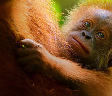 Orangutangenes hemmelige liv (2024)