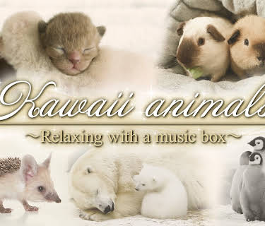 Kawaii animals～Relaxing with a music box～