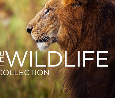 Wildlife Collection - Vol. 2