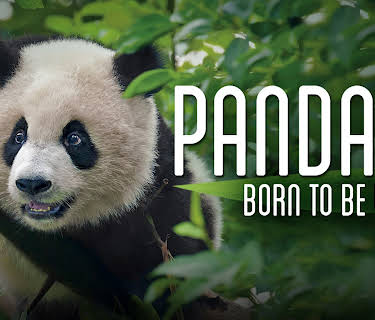 Pandas: Born to be Wild (1982)