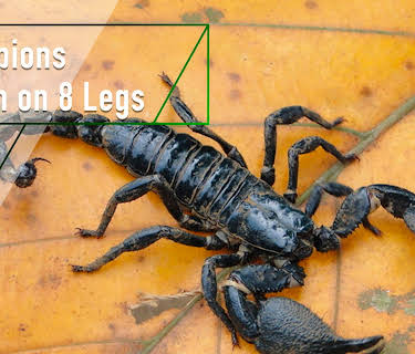 Scorpions - Death on 8 Legs (2018)