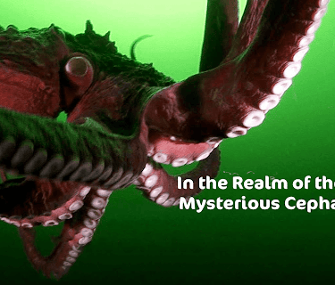 In the Realm of the Giants: Mysterious Cephalopods (2013)