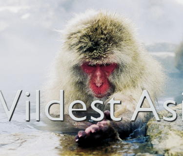 Wildest Asia (1997)
