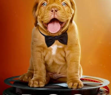 Dog Film Festival (2020)