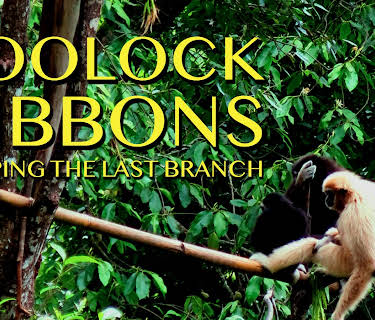 Hoolock Gibbons: Grasping The Last Branch (2009)