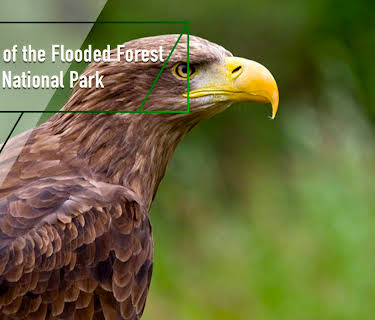 Secrets of the Flooded Forest - Danube National Park (2011)