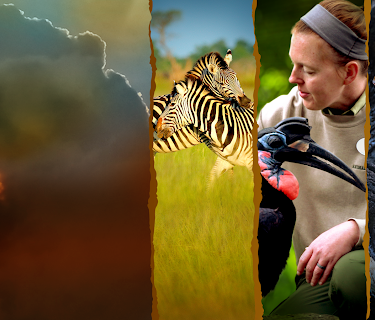 Magic of Disney's Animal Kingdom