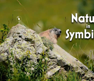 Nature in Symbiosis