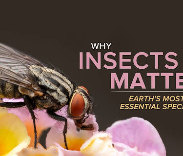 Why Insects Matter: Earth’s Most Essential Species