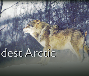 Wildest Arctic (2015)