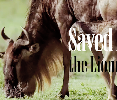 Saved by the Lioness (2026)