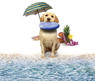 The Dog Who Saved Summer (2015)